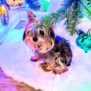 Meet your Posher, Yianjelee